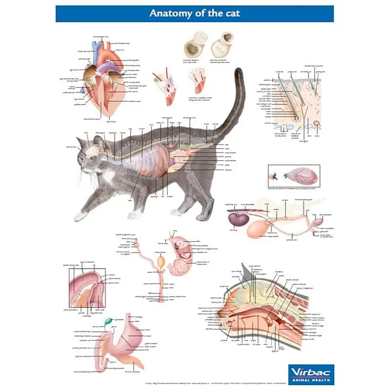 Anatomische Poster Kat