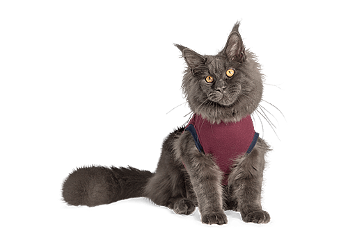 Jacketz Medical Body Suit voor Katten