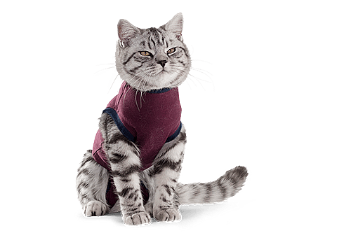 Jacketz Medical Body Suit voor Katten