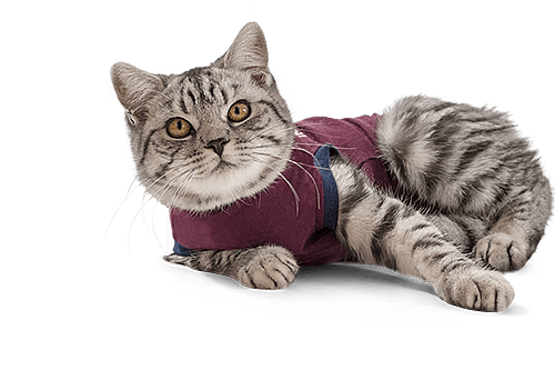 Jacketz Medical Body Suit voor Katten