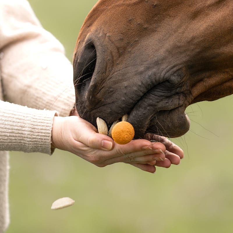 Dierapotheker Paardensnoepjes