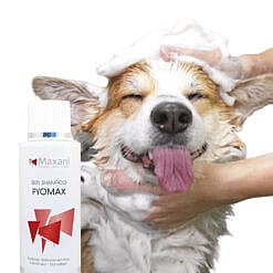 Maxani PyoMax Skin Shampoo Hond Kat Paard 200 ml